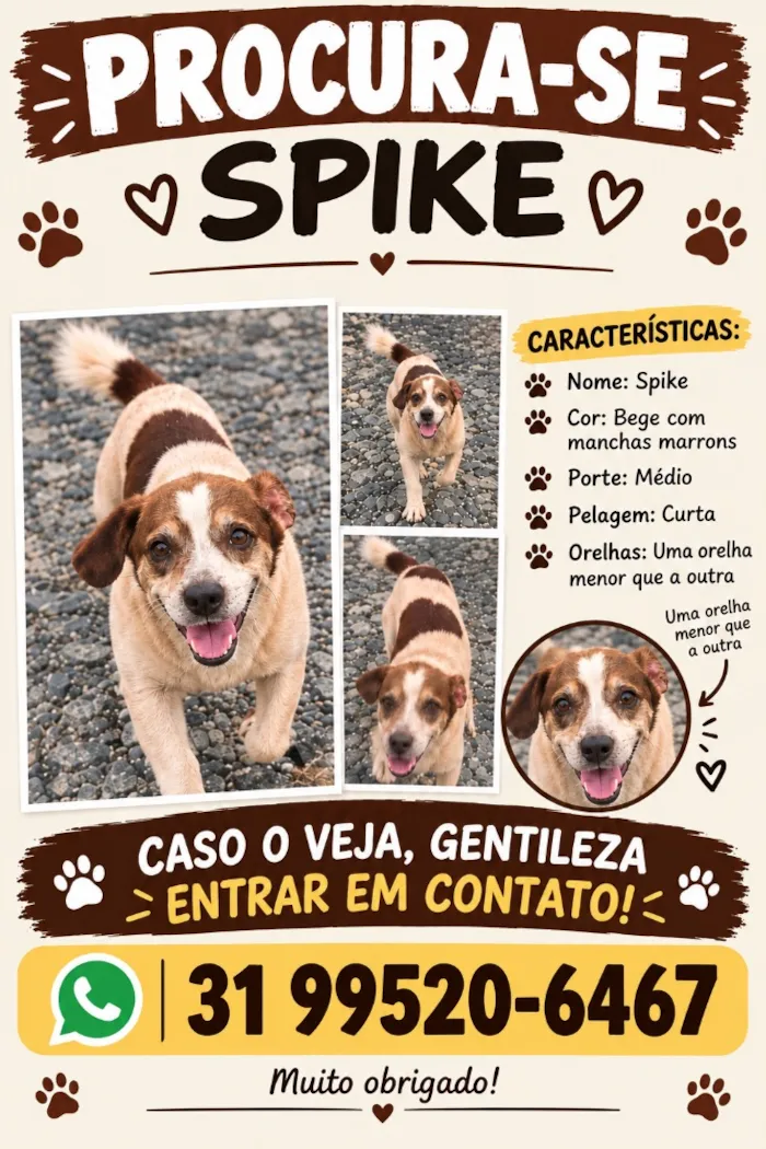 Cachorro raça SRD-ViraLata idade 6 ou mais anos nome Spike