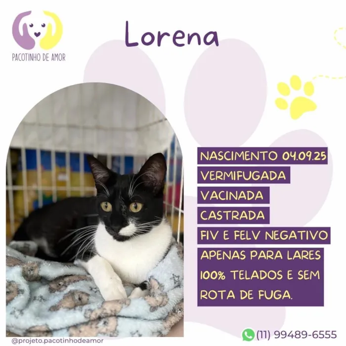 Gato raça SRD-ViraLata idade 1 ano nome Lorena