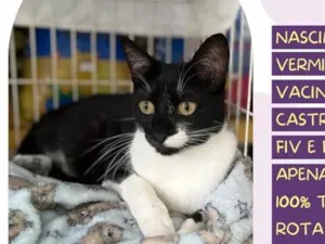 Gato raça SRD-ViraLata idade 1 ano nome Lorena