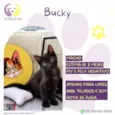 Bucky