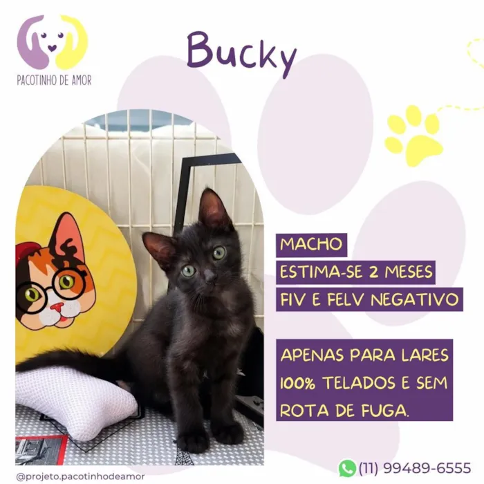 Gato raça SRD-ViraLata idade 2 a 6 meses nome Bucky