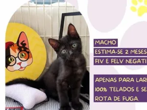 Gato raça SRD-ViraLata idade 2 a 6 meses nome Bucky