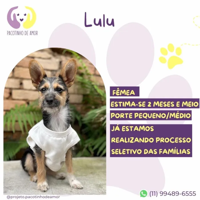 Cachorro raça SRD-ViraLata idade 2 a 6 meses nome Lulu
