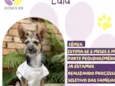 Lulu