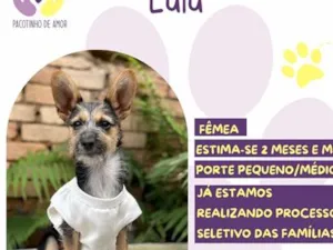 Cachorro raça SRD-ViraLata idade 2 a 6 meses nome Lulu