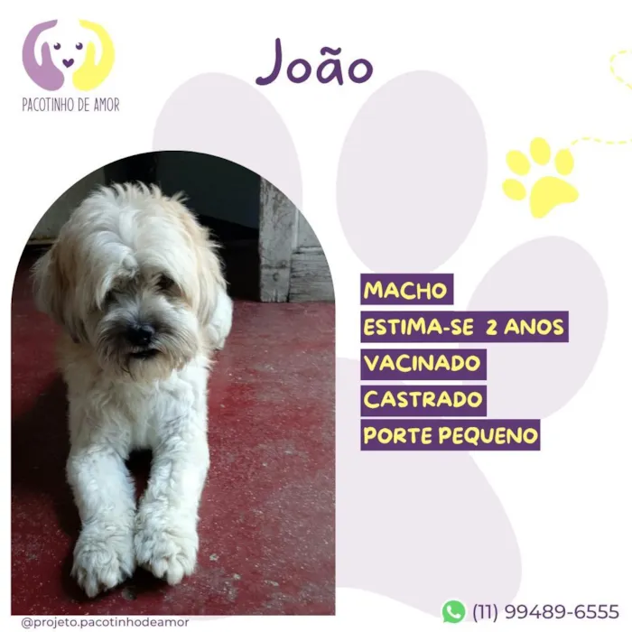 Cachorro raça SRD-ViraLata idade 2 anos nome João