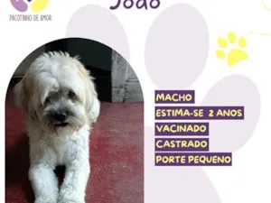 Cachorro raça SRD-ViraLata idade 2 anos nome João