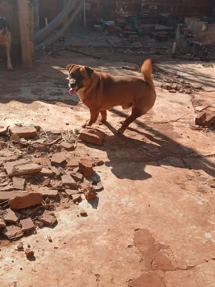 Cachorro raça SRD-ViraLata idade 2 anos nome zeus e theo
