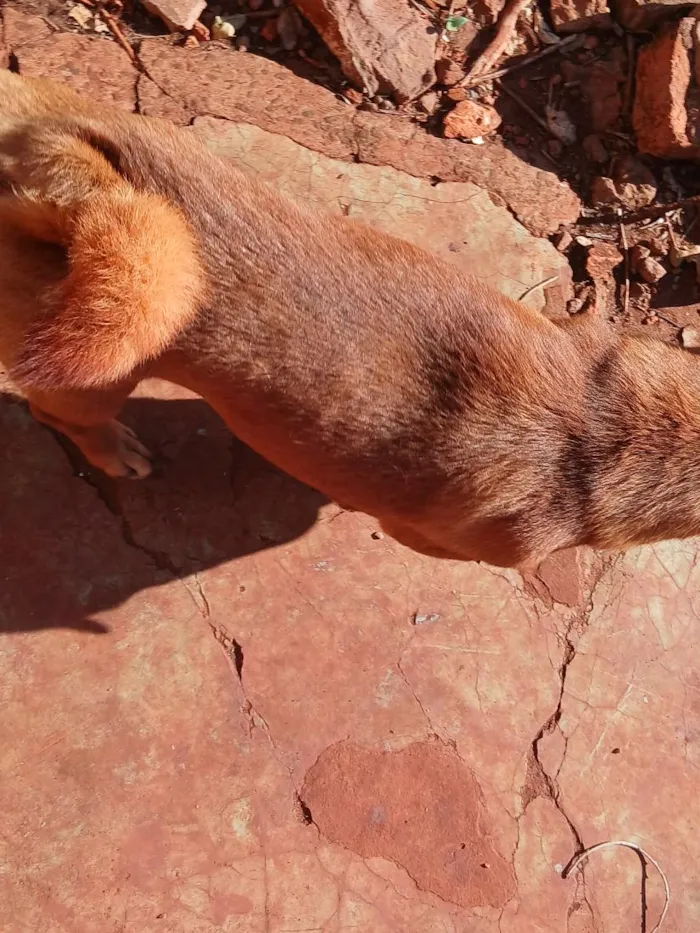 Cachorro raça SRD-ViraLata idade 2 anos nome zeus e theo