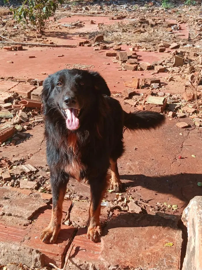 Cachorro raça SRD-ViraLata idade 2 anos nome zeus e theo