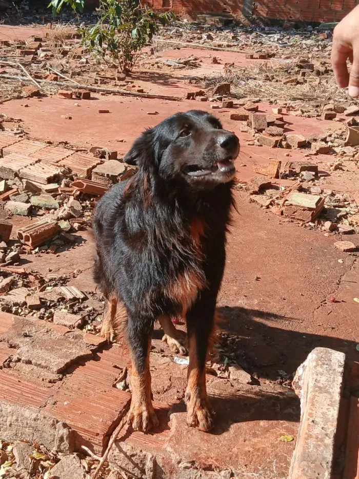 Cachorro raça SRD-ViraLata idade 2 anos nome zeus e theo
