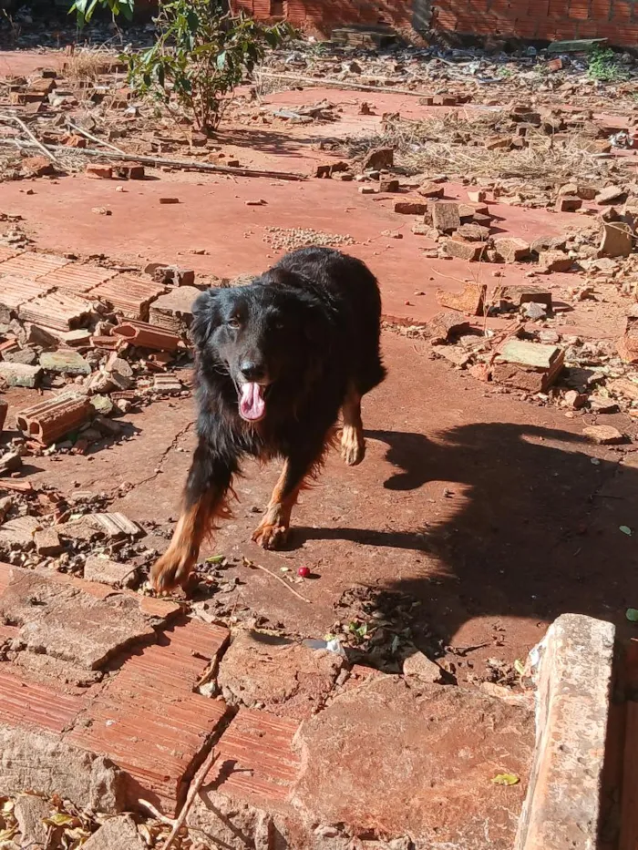 Cachorro raça SRD-ViraLata idade 2 anos nome zeus e theo
