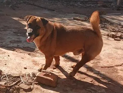 Cachorro raça SRD-ViraLata idade 2 anos nome zeus e theo