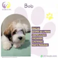 Bob
