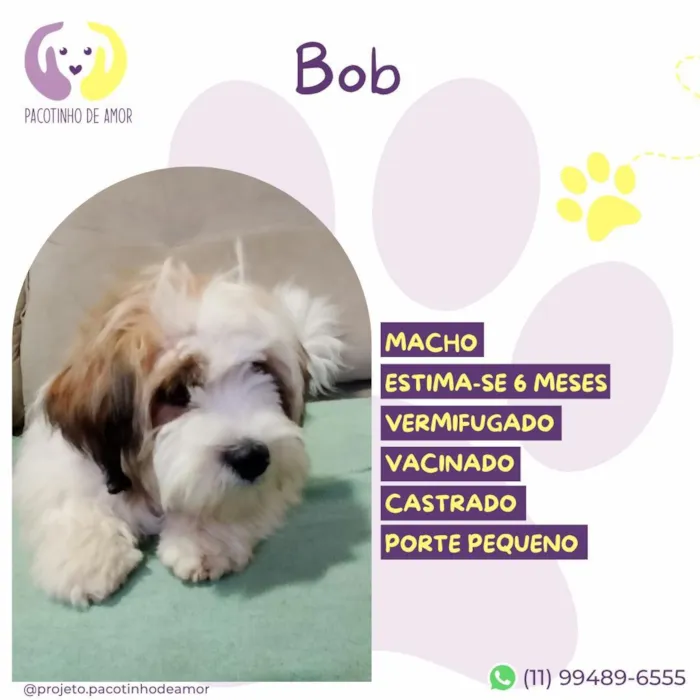 Cachorro raça SRD-ViraLata idade 2 a 6 meses nome Bob