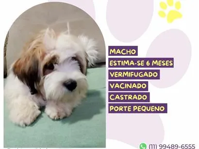 Cachorro raça SRD-ViraLata idade 2 a 6 meses nome Bob