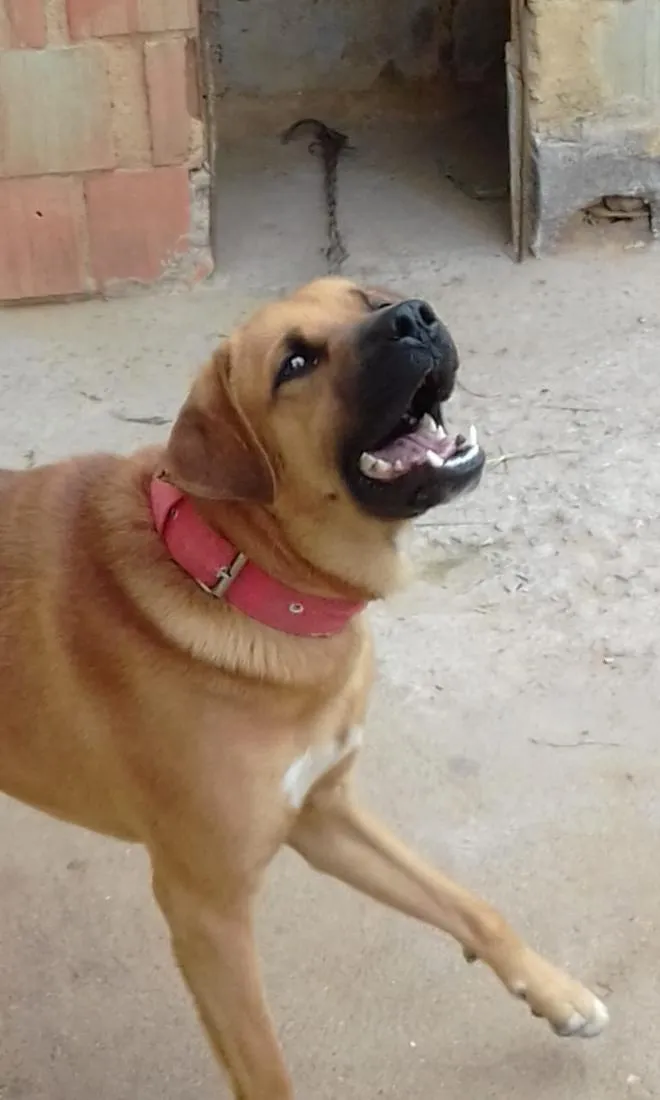 Cachorro raça Boxer idade 4 anos nome Rex