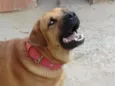 Rex
