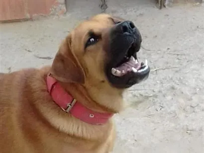 Cachorro raça Boxer idade 4 anos nome Rex