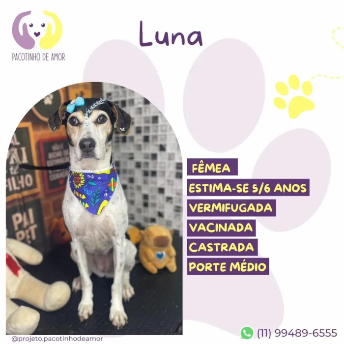 Cachorro raça SRD-ViraLata idade 6 ou mais anos nome Luna