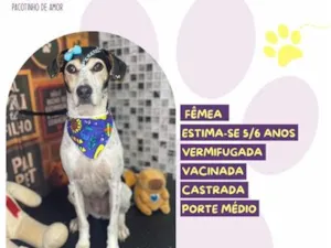 Cachorro raça SRD-ViraLata idade 6 ou mais anos nome Luna