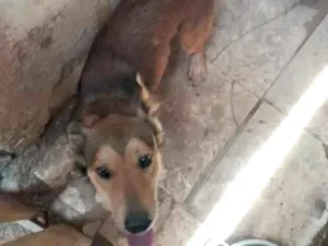 Cachorro raça SRD-ViraLata idade 2 anos nome Chefão
