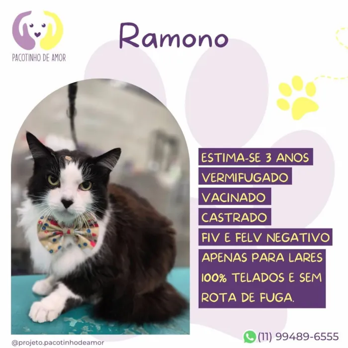 Gato raça SRD-ViraLata idade 3 anos nome Ramono