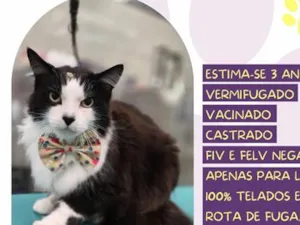 Gato raça SRD-ViraLata idade 3 anos nome Ramono