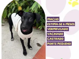 Cachorro raça SRD-ViraLata idade 2 a 6 meses nome Tatu