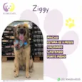 Ziggy
