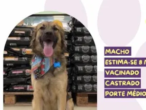 Cachorro raça SRD-ViraLata idade 7 a 11 meses nome Ziggy