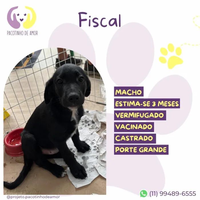 Cachorro raça SRD-ViraLata idade 2 a 6 meses nome Fiscal