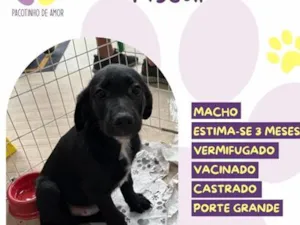Cachorro raça SRD-ViraLata idade 2 a 6 meses nome Fiscal