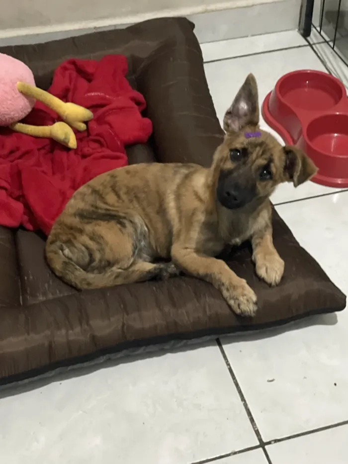 Cachorro raça SRD-ViraLata idade 2 a 6 meses nome Amora 