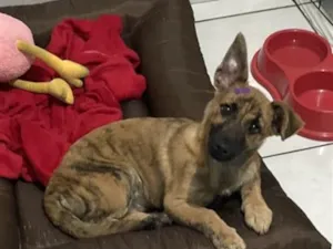 Cachorro raça SRD-ViraLata idade 2 a 6 meses nome Amora 