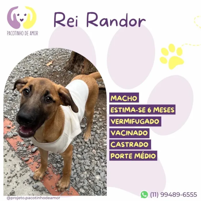 Cachorro raça SRD-ViraLata idade 2 a 6 meses nome Rei Randor