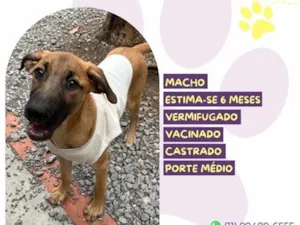 Cachorro raça SRD-ViraLata idade 2 a 6 meses nome Rei Randor