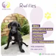Ruffles
