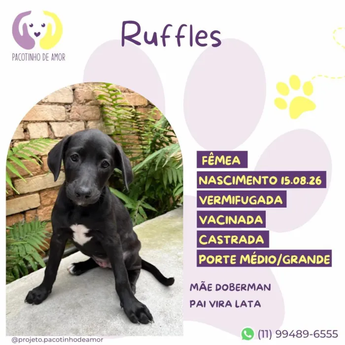 Cachorro raça SRD-ViraLata idade 2 a 6 meses nome Ruffles