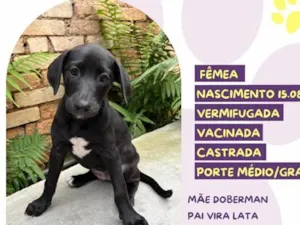 Cachorro raça SRD-ViraLata idade 2 a 6 meses nome Ruffles