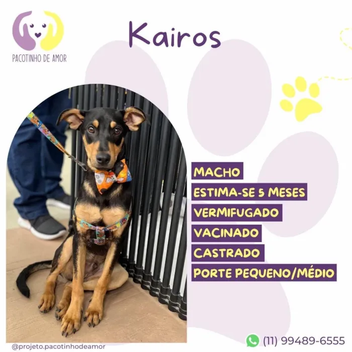 Cachorro raça SRD-ViraLata idade 2 a 6 meses nome Kairos
