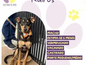 Cachorro raça SRD-ViraLata idade 2 a 6 meses nome Kairos