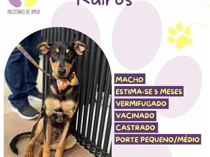 Cachorro raça SRD-ViraLata idade 2 a 6 meses nome Kairos