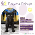 Pequeno Príncipe