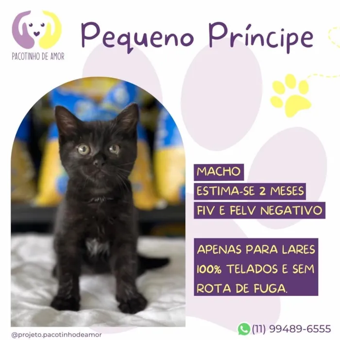 Gato raça SRD-ViraLata idade 2 a 6 meses nome Pequeno Príncipe