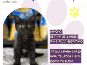 Gato raça SRD-ViraLata idade 2 a 6 meses nome Pequeno Príncipe