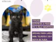 Pequeno Príncipe