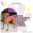 Canela