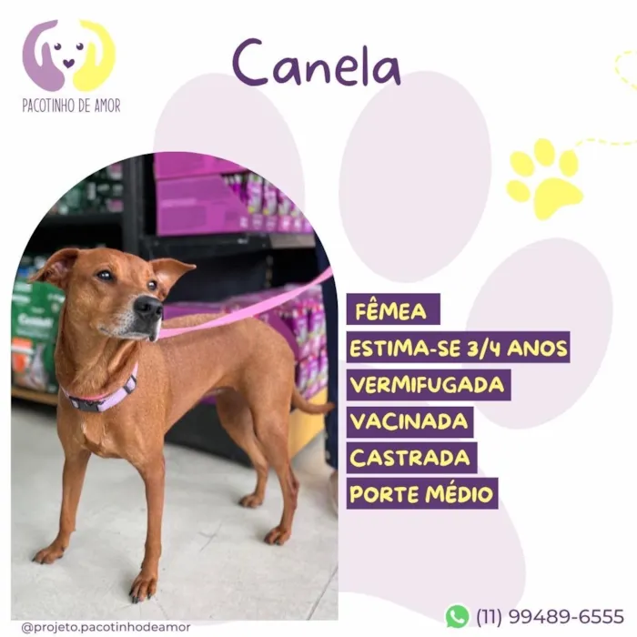 Cachorro raça SRD-ViraLata idade 3 anos nome Canela