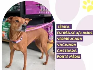 Cachorro raça SRD-ViraLata idade 3 anos nome Canela